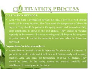 CULTIVATION METHODS:
 Aloe Vera plant is propagated through the seed. It prefers a well drained
sandy soil in sunny location. Aloe Vera needs the temperature of above 40
degrees. They should be potted in the spring season and watered carefully
until established. It grows in the arid climate. They should be watered
regularly in the summers. But over watering can kill the plant It also grows
in partial shade. It reaches the maturity in one year when the leaves are
harvested.
Preparation of suitable atmosphere:
 Atmosphere or natural climate is important for plantation of Aloevera. It
grows in the arid climate and it prefers a well drained sandy soil in sunny
location. Aloe Vera needs the temperature of above 40 degrees. They
should be potted in the spring season and watered carefully until
established. It cannot grow in the shade.
 