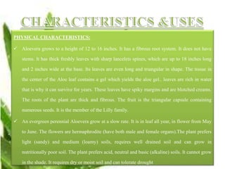 PHYSICAL CHARACTERISTICS:
 Aloevera grows to a height of 12 to 16 inches. It has a fibrous root system. It does not have
stems. It has thick freshly leaves with sharp lancelets spines, which are up to 18 inches long
and 2 inches wide at the base. Its leaves are even long and triangular in shape. The tissue in
the center of the Aloe leaf contains a gel which yields the aloe gel.. leaves are rich in water
that is why it can survive for years. These leaves have spiky margins and are blotched creams.
The roots of the plant are thick and fibrous. The fruit is the triangular capsule containing
numerous seeds. It is the member of the Lilly family.
 An evergreen perennial Aloevera grow at a slow rate. It is in leaf all year, in flower from May
to June. The flowers are hermaphrodite (have both male and female organs).The plant prefers
light (sandy) and medium (loamy) soils, requires well drained soil and can grow in
nutritionally poor soil. The plant prefers acid, neutral and basic (alkaline) soils. It cannot grow
in the shade. It requires dry or moist soil and can tolerate drought
 