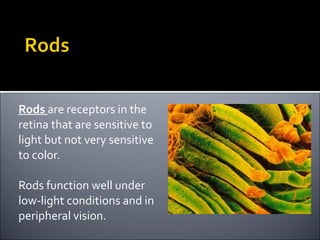 <ul><li>Rods  are receptors in the retina that are sensitive to light but not very sensitive to color. </li></ul><ul><li>R...