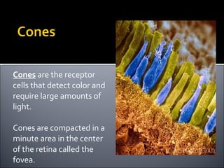 <ul><li>Cones  are the receptor cells that detect color and require large amounts of light. </li></ul><ul><li>Cones are co...