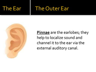<ul><li>Pinnae   are the earlobes; they help to localize sound and channel it to the ear via the external auditory canal. ...