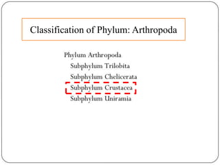 Classification of Phylum: Arthropoda
 
