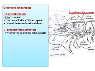 b--Subphylum Crustacea.pptzzzzzzzzzzzzzzz | PPT