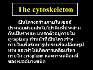 The cytoskeleton เป็นโครงสร้างภายในเซลล์   ประกอบด้วยเส้นใยโปรตีนที่ประสานกันเป็นร่างแห   แทรกตัวอยู่ภายใน   cytoplasm   ทำหน้าที่เป็นโครงร่างภายในเพื่อรักษารูปทรงหรือเปลี่ยนรูปทรง   และทำให้เกิดการเคลื่อนไหวภายใน   cytoplasm  และการเคลื่อนที่ของเซลล์บางชนิด 