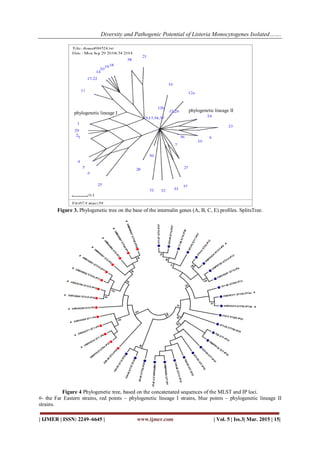 Diversity and Pathogenic Potential of Listeria Monocytogenes Isolated…….
| IJMER | ISSN: 2249–6645 | www.ijmer.com | Vol. 5 | Iss.3| Mar. 2015 | 15|
Figure 3. Phylogenetic tree on the base of the internalin genes (A, B, C, E) profiles. SplitsTree.
Figure 4 Phylogenetic tree, based on the concatenated sequences of the MLST and IP loci.
#- the Far Eastern strains, red points – phylogenetic lineage I strains, blue points – phylogenetic lineage II
strains.
phylogenetic lineage II
phylogenetic lineage I
 