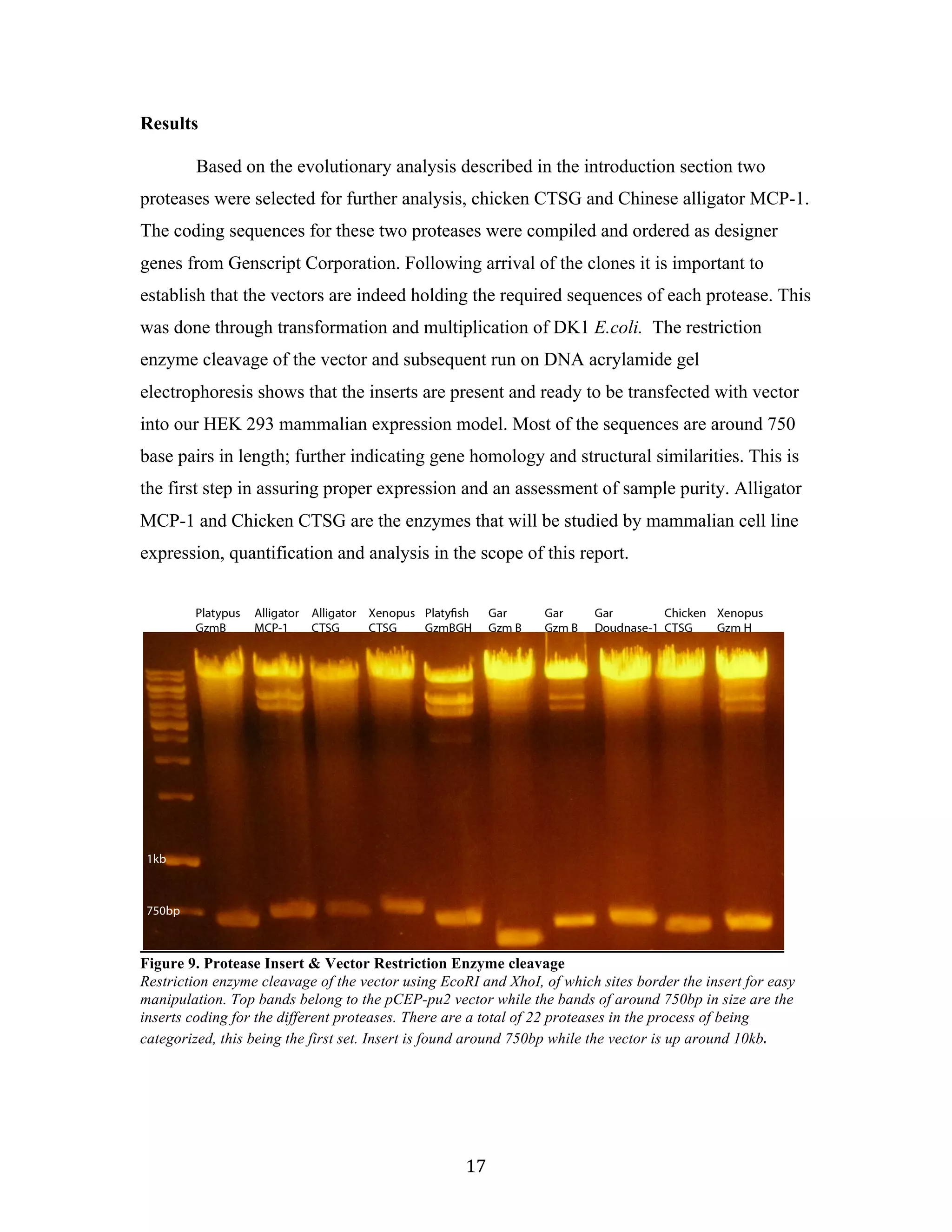 17	
Results
Based on the evolutionary analysis described in the introduction section two
proteases were selected for further analysis, chicken CTSG and Chinese alligator MCP-1.
The coding sequences for these two proteases were compiled and ordered as designer
genes from Genscript Corporation. Following arrival of the clones it is important to
establish that the vectors are indeed holding the required sequences of each protease. This
was done through transformation and multiplication of DK1 E.coli. The restriction
enzyme cleavage of the vector and subsequent run on DNA acrylamide gel
electrophoresis shows that the inserts are present and ready to be transfected with vector
into our HEK 293 mammalian expression model. Most of the sequences are around 750
base pairs in length; further indicating gene homology and structural similarities. This is
the first step in assuring proper expression and an assessment of sample purity. Alligator
MCP-1 and Chicken CTSG are the enzymes that will be studied by mammalian cell line
expression, quantification and analysis in the scope of this report. 	
	
	
Figure 9. Protease Insert & Vector Restriction Enzyme cleavage
Restriction enzyme cleavage of the vector using EcoRI and XhoI, of which sites border the insert for easy
manipulation. Top bands belong to the pCEP-pu2 vector while the bands of around 750bp in size are the
inserts coding for the different proteases. There are a total of 22 proteases in the process of being
categorized, this being the first set. Insert is found around 750bp while the vector is up around 10kb.	
	
 