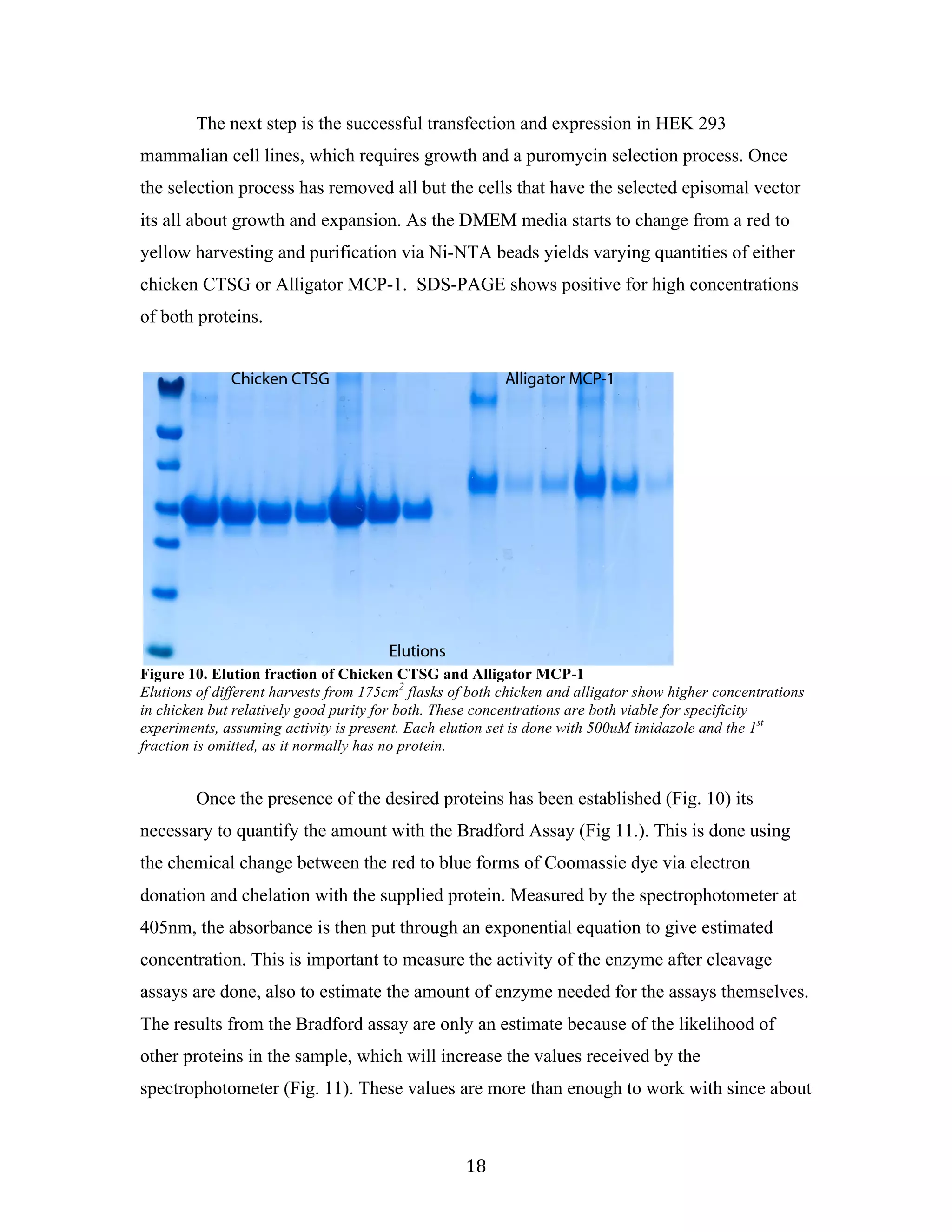18	
The next step is the successful transfection and expression in HEK 293
mammalian cell lines, which requires growth and a puromycin selection process. Once
the selection process has removed all but the cells that have the selected episomal vector
its all about growth and expansion. As the DMEM media starts to change from a red to
yellow harvesting and purification via Ni-NTA beads yields varying quantities of either
chicken CTSG or Alligator MCP-1. SDS-PAGE shows positive for high concentrations
of both proteins.
	
	
Figure 10. Elution fraction of Chicken CTSG and Alligator MCP-1
Elutions of different harvests from 175cm2
flasks of both chicken and alligator show higher concentrations
in chicken but relatively good purity for both. These concentrations are both viable for specificity
experiments, assuming activity is present. Each elution set is done with 500uM imidazole and the 1st
fraction is omitted, as it normally has no protein.			
	
Once the presence of the desired proteins has been established (Fig. 10) its
necessary to quantify the amount with the Bradford Assay (Fig 11.). This is done using
the chemical change between the red to blue forms of Coomassie dye via electron
donation and chelation with the supplied protein. Measured by the spectrophotometer at
405nm, the absorbance is then put through an exponential equation to give estimated
concentration. This is important to measure the activity of the enzyme after cleavage
assays are done, also to estimate the amount of enzyme needed for the assays themselves.
The results from the Bradford assay are only an estimate because of the likelihood of
other proteins in the sample, which will increase the values received by the
spectrophotometer (Fig. 11). These values are more than enough to work with since about
 