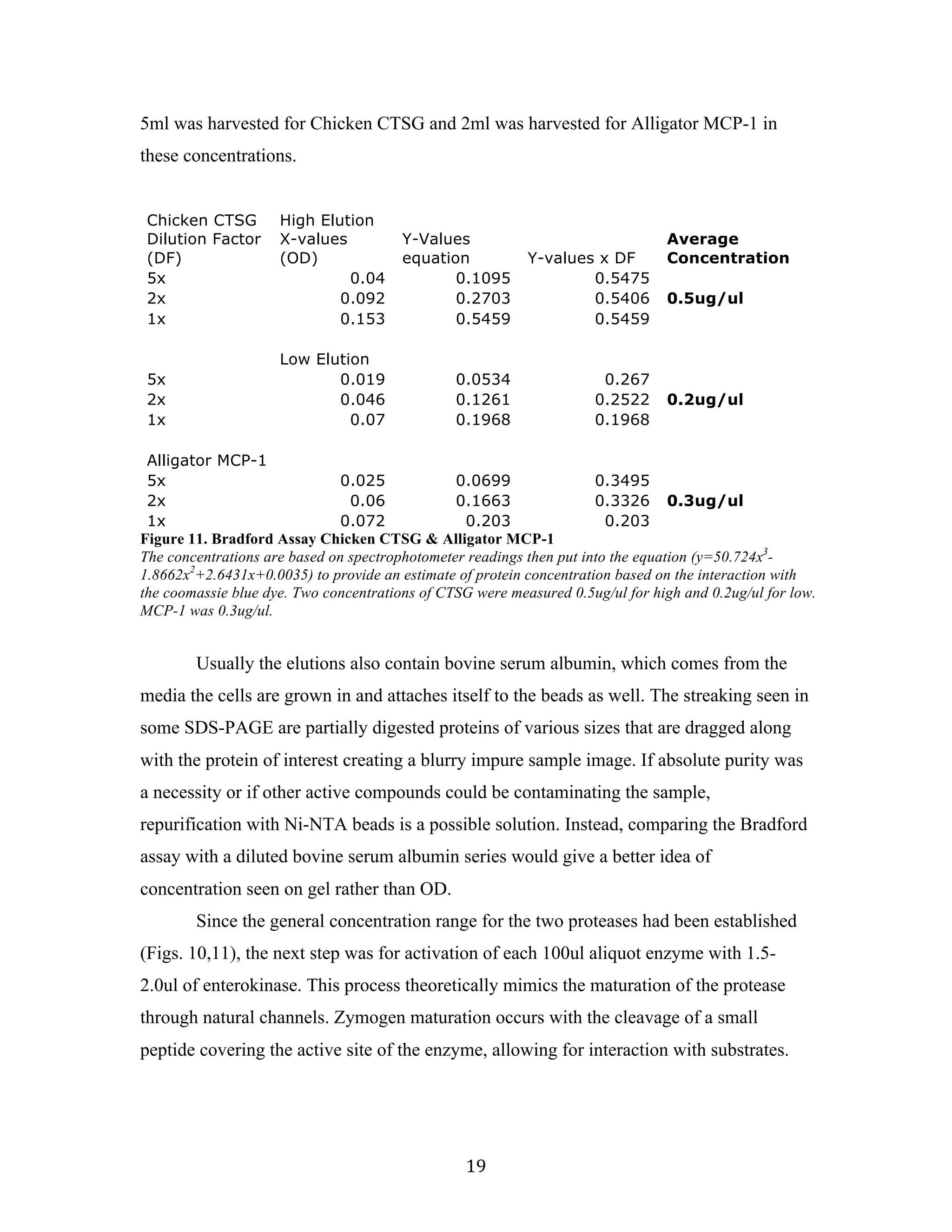 19	
5ml was harvested for Chicken CTSG and 2ml was harvested for Alligator MCP-1 in
these concentrations.
Chicken CTSG High Elution
Dilution Factor
(DF)
X-values
(OD)
Y-Values
equation Y-values x DF
Average
Concentration
5x 0.04 0.1095 0.5475
2x 0.092 0.2703 0.5406 0.5ug/ul
1x 0.153 0.5459 0.5459
Low Elution
5x 0.019 0.0534 0.267
2x 0.046 0.1261 0.2522 0.2ug/ul
1x 0.07 0.1968 0.1968
Alligator MCP-1
5x 0.025 0.0699 0.3495
2x 0.06 0.1663 0.3326 0.3ug/ul
1x 0.072 0.203 0.203
Figure 11. Bradford Assay Chicken CTSG & Alligator MCP-1
The concentrations are based on spectrophotometer readings then put into the equation (y=50.724x3
-
1.8662x2
+2.6431x+0.0035) to provide an estimate of protein concentration based on the interaction with
the coomassie blue dye. Two concentrations of CTSG were measured 0.5ug/ul for high and 0.2ug/ul for low.
MCP-1 was 0.3ug/ul.
	
Usually the elutions also contain bovine serum albumin, which comes from the
media the cells are grown in and attaches itself to the beads as well. The streaking seen in
some SDS-PAGE are partially digested proteins of various sizes that are dragged along
with the protein of interest creating a blurry impure sample image. If absolute purity was
a necessity or if other active compounds could be contaminating the sample,
repurification with Ni-NTA beads is a possible solution. Instead, comparing the Bradford
assay with a diluted bovine serum albumin series would give a better idea of
concentration seen on gel rather than OD.
Since the general concentration range for the two proteases had been established
(Figs. 10,11), the next step was for activation of each 100ul aliquot enzyme with 1.5-
2.0ul of enterokinase. This process theoretically mimics the maturation of the protease
through natural channels. Zymogen maturation occurs with the cleavage of a small
peptide covering the active site of the enzyme, allowing for interaction with substrates.
 