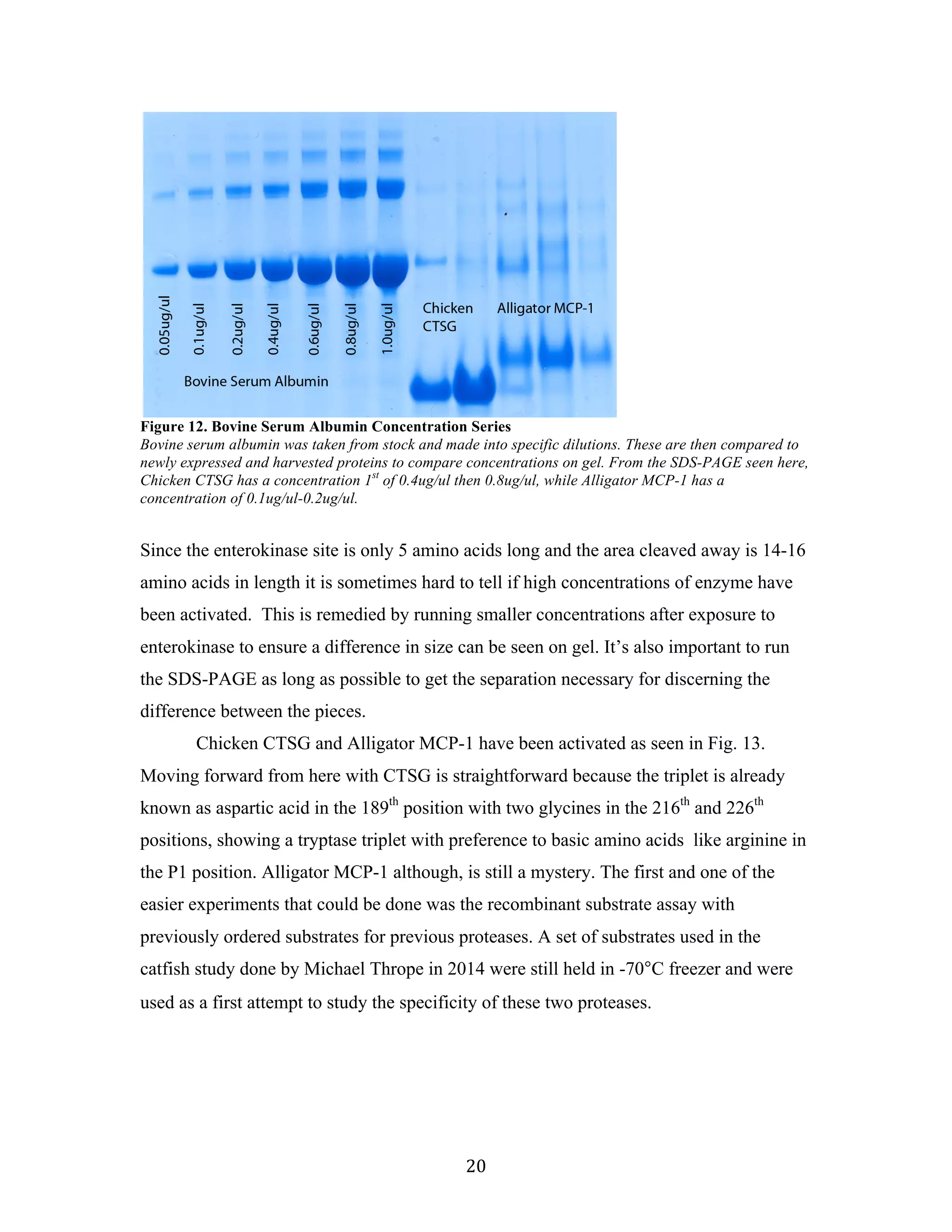 20	
	
Figure 12. Bovine Serum Albumin Concentration Series
Bovine serum albumin was taken from stock and made into specific dilutions. These are then compared to
newly expressed and harvested proteins to compare concentrations on gel. From the SDS-PAGE seen here,
Chicken CTSG has a concentration 1st
of 0.4ug/ul then 0.8ug/ul, while Alligator MCP-1 has a
concentration of 0.1ug/ul-0.2ug/ul.		
Since the enterokinase site is only 5 amino acids long and the area cleaved away is 14-16
amino acids in length it is sometimes hard to tell if high concentrations of enzyme have
been activated. This is remedied by running smaller concentrations after exposure to
enterokinase to ensure a difference in size can be seen on gel. It’s also important to run
the SDS-PAGE as long as possible to get the separation necessary for discerning the
difference between the pieces.
Chicken CTSG and Alligator MCP-1 have been activated as seen in Fig. 13.
Moving forward from here with CTSG is straightforward because the triplet is already
known as aspartic acid in the 189th
position with two glycines in the 216th
and 226th
positions, showing a tryptase triplet with preference to basic amino acids like arginine in
the P1 position. Alligator MCP-1 although, is still a mystery. The first and one of the
easier experiments that could be done was the recombinant substrate assay with
previously ordered substrates for previous proteases. A set of substrates used in the
catfish study done by Michael Thrope in 2014 were still held in -70°C freezer and were
used as a first attempt to study the specificity of these two proteases.
	
 