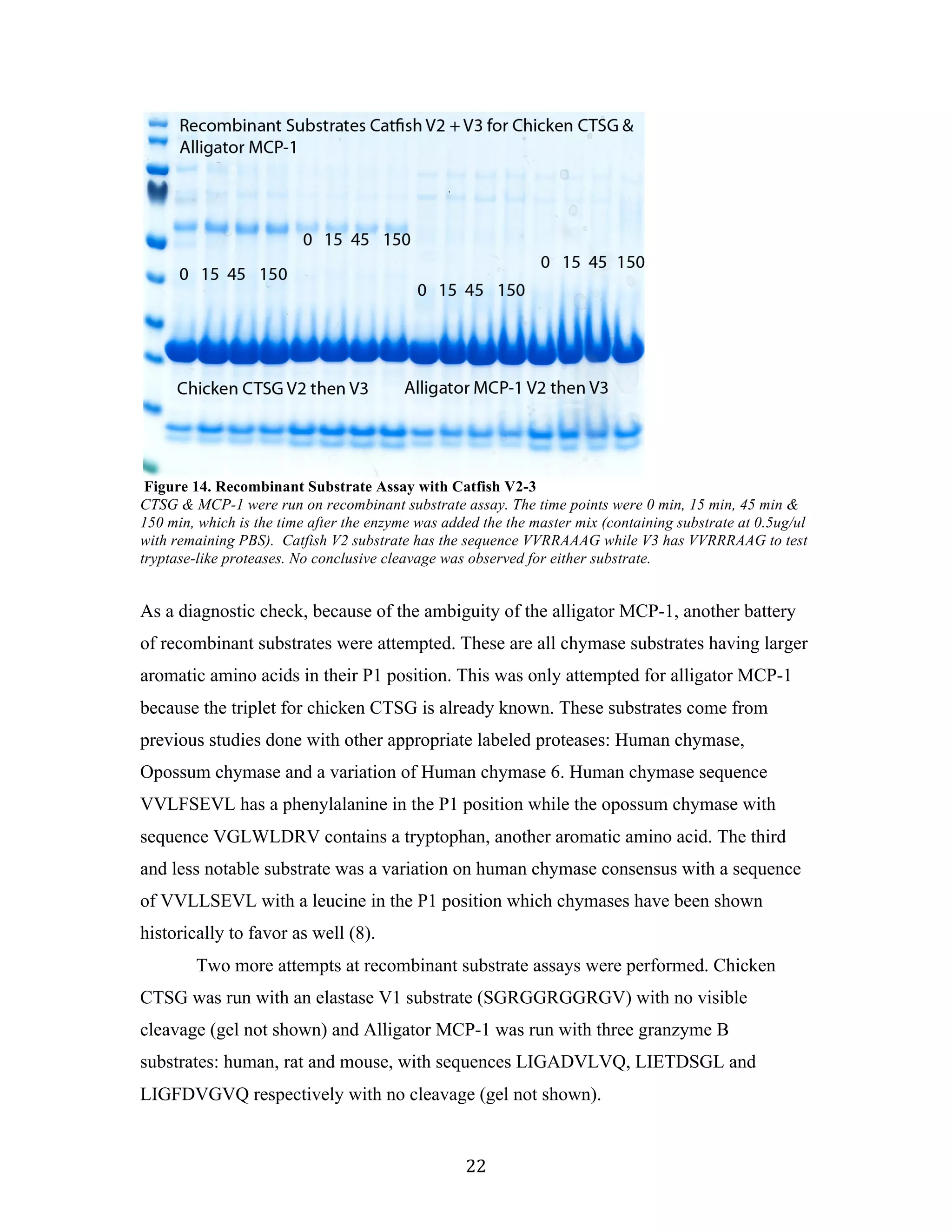 22	
	
Figure 14. Recombinant Substrate Assay with Catfish V2-3
CTSG & MCP-1 were run on recombinant substrate assay. The time points were 0 min, 15 min, 45 min &
150 min, which is the time after the enzyme was added the the master mix (containing substrate at 0.5ug/ul
with remaining PBS). Catfish V2 substrate has the sequence VVRRAAAG while V3 has VVRRRAAG to test
tryptase-like proteases. No conclusive cleavage was observed for either substrate.
	
As a diagnostic check, because of the ambiguity of the alligator MCP-1, another battery
of recombinant substrates were attempted. These are all chymase substrates having larger
aromatic amino acids in their P1 position. This was only attempted for alligator MCP-1
because the triplet for chicken CTSG is already known. These substrates come from
previous studies done with other appropriate labeled proteases: Human chymase,
Opossum chymase and a variation of Human chymase 6. Human chymase sequence
VVLFSEVL has a phenylalanine in the P1 position while the opossum chymase with
sequence VGLWLDRV contains a tryptophan, another aromatic amino acid. The third
and less notable substrate was a variation on human chymase consensus with a sequence
of VVLLSEVL with a leucine in the P1 position which chymases have been shown
historically to favor as well (8).
Two more attempts at recombinant substrate assays were performed. Chicken
CTSG was run with an elastase V1 substrate (SGRGGRGGRGV) with no visible
cleavage (gel not shown) and Alligator MCP-1 was run with three granzyme B
substrates: human, rat and mouse, with sequences LIGADVLVQ, LIETDSGL and
LIGFDVGVQ respectively with no cleavage (gel not shown).
 