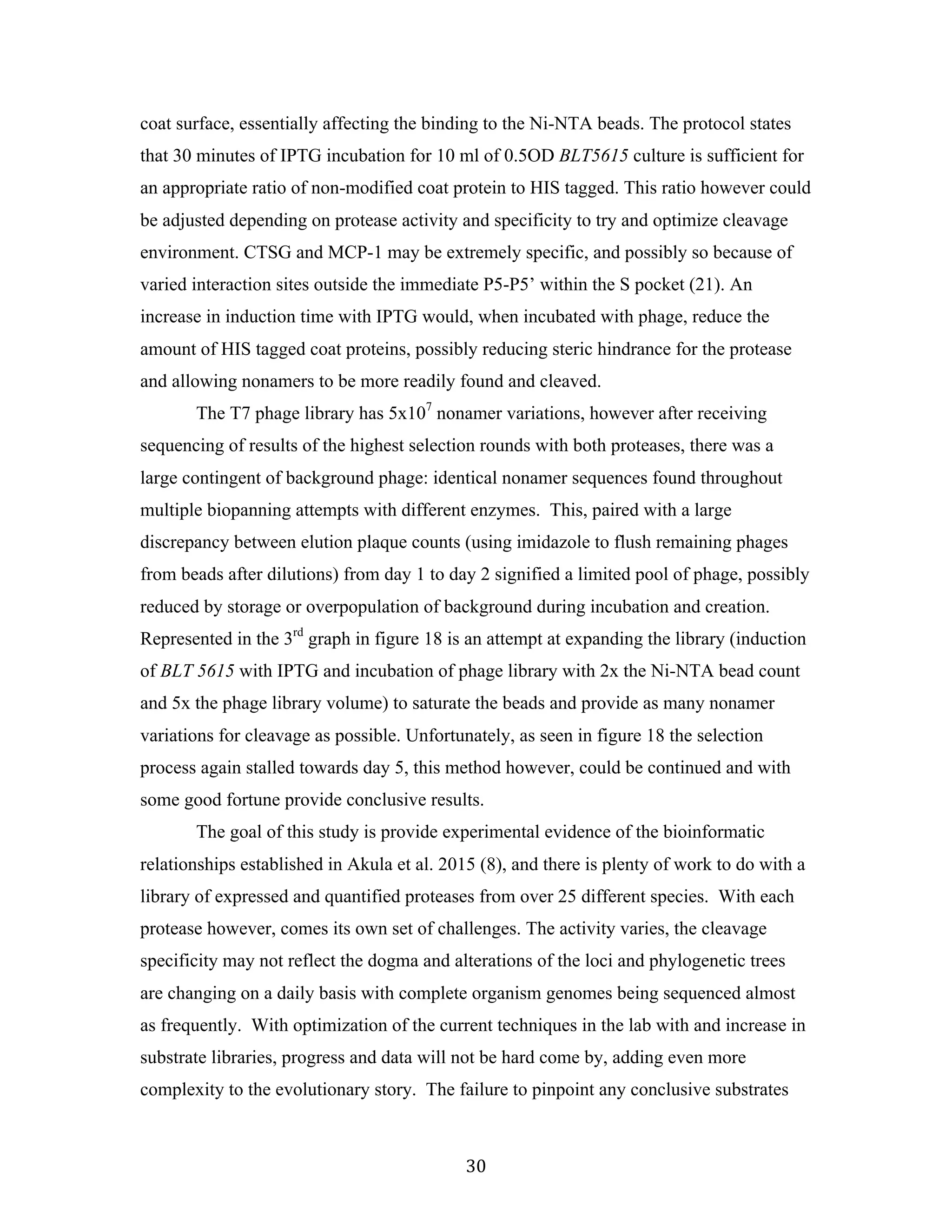 30	
coat surface, essentially affecting the binding to the Ni-NTA beads. The protocol states
that 30 minutes of IPTG incubation for 10 ml of 0.5OD BLT5615 culture is sufficient for
an appropriate ratio of non-modified coat protein to HIS tagged. This ratio however could
be adjusted depending on protease activity and specificity to try and optimize cleavage
environment. CTSG and MCP-1 may be extremely specific, and possibly so because of
varied interaction sites outside the immediate P5-P5’ within the S pocket (21). An
increase in induction time with IPTG would, when incubated with phage, reduce the
amount of HIS tagged coat proteins, possibly reducing steric hindrance for the protease
and allowing nonamers to be more readily found and cleaved.
The T7 phage library has 5x107
nonamer variations, however after receiving
sequencing of results of the highest selection rounds with both proteases, there was a
large contingent of background phage: identical nonamer sequences found throughout
multiple biopanning attempts with different enzymes. This, paired with a large
discrepancy between elution plaque counts (using imidazole to flush remaining phages
from beads after dilutions) from day 1 to day 2 signified a limited pool of phage, possibly
reduced by storage or overpopulation of background during incubation and creation.
Represented in the 3rd
graph in figure 18 is an attempt at expanding the library (induction
of BLT 5615 with IPTG and incubation of phage library with 2x the Ni-NTA bead count
and 5x the phage library volume) to saturate the beads and provide as many nonamer
variations for cleavage as possible. Unfortunately, as seen in figure 18 the selection
process again stalled towards day 5, this method however, could be continued and with
some good fortune provide conclusive results.
The goal of this study is provide experimental evidence of the bioinformatic
relationships established in Akula et al. 2015 (8), and there is plenty of work to do with a
library of expressed and quantified proteases from over 25 different species. With each
protease however, comes its own set of challenges. The activity varies, the cleavage
specificity may not reflect the dogma and alterations of the loci and phylogenetic trees
are changing on a daily basis with complete organism genomes being sequenced almost
as frequently. With optimization of the current techniques in the lab with and increase in
substrate libraries, progress and data will not be hard come by, adding even more
complexity to the evolutionary story. The failure to pinpoint any conclusive substrates
 