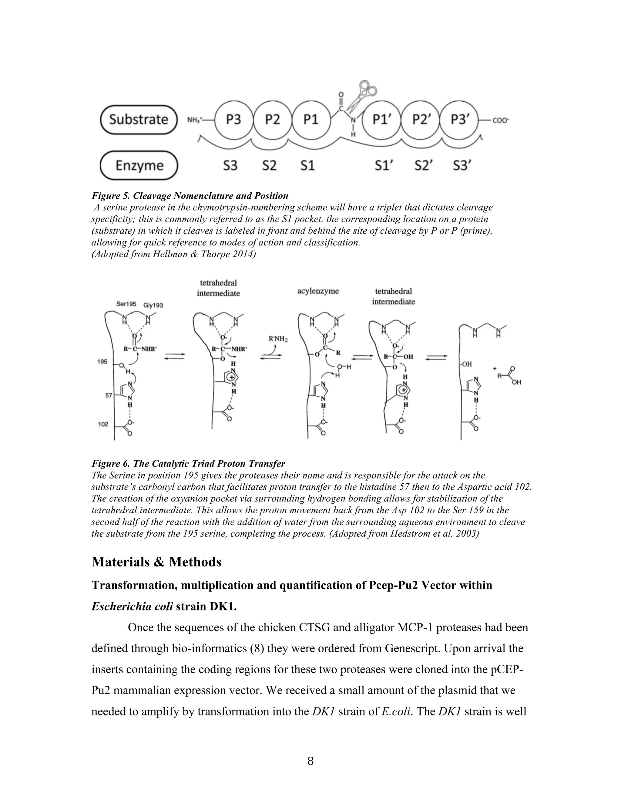8	
	
Figure 5. Cleavage Nomenclature and Position
A serine protease in the chymotrypsin-numbering scheme will have a triplet that dictates cleavage
specificity; this is commonly referred to as the S1 pocket, the corresponding location on a protein
(substrate) in which it cleaves is labeled in front and behind the site of cleavage by P or P (prime),
allowing for quick reference to modes of action and classification.
(Adopted from Hellman & Thorpe 2014)
	
	
	
Figure 6. The Catalytic Triad Proton Transfer
The Serine in position 195 gives the proteases their name and is responsible for the attack on the
substrate’s carbonyl carbon that facilitates proton transfer to the histadine 57 then to the Aspartic acid 102.
The creation of the oxyanion pocket via surrounding hydrogen bonding allows for stabilization of the
tetrahedral intermediate. This allows the proton movement back from the Asp 102 to the Ser 159 in the
second half of the reaction with the addition of water from the surrounding aqueous environment to cleave
the substrate from the 195 serine, completing the process. (Adopted from Hedstrom et al. 2003)	
	
Materials & Methods
Transformation, multiplication and quantification of Pcep-Pu2 Vector within
Escherichia coli strain DK1.
Once the sequences of the chicken CTSG and alligator MCP-1 proteases had been
defined through bio-informatics (8) they were ordered from Genescript. Upon arrival the
inserts containing the coding regions for these two proteases were cloned into the pCEP-
Pu2 mammalian expression vector. We received a small amount of the plasmid that we
needed to amplify by transformation into the DK1 strain of E.coli. The DK1 strain is well
 