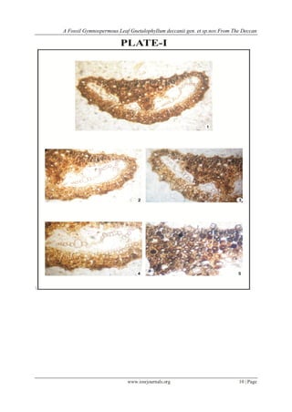 A Fossil Gymnospermous Leaf Gnetalophyllum deccanii gen. et sp.nov.From The Deccan
www.iosrjournals.org 10 | Page

 