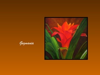 Guzmania
 