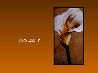 Calla Lily 7
 