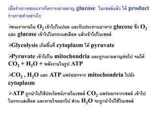 เมื่อร่ างกายของเราเกิดการเผาผลาญ glucose ในเซลล์ แล้ ว ได้ product
ร่ างกายทาอย่ างไร
คนเราหายใน O2 เข้ าไปในปอด และรั บประทานอาหาร glucose ซึ่ง O2
และ glucose เข้ าไปในกระแสเลือด แล้ วเข้ าไปในเซลล์
Glycolysis เกิดขึนที่ cytoplasm ได้ pyruvate
                  ้
Pyruvate เข้ าไปใน mitochondria และถูกเผาผลาญต่ อไป จนได้
CO2 + H2O + พลังงานในรู ป ATP
 2 , H2O และ ATP แพร่ ออกจาก mitochondria ไปยัง
 CO
cytoplasm
ATP ถูกนาไปใช้ ประโยชน์ ภายในเซลล์ CO2 แพร่ ออกจากเซลล์ เข้ าไป
ในกระแสเลือด และหายใจออกไป ส่ วน H2O จะถูกนาไปใช้ ในเซลล์
 