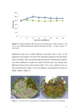 11
Figure 5. C Change in biomass with time since start of observations. Values are means ± S.E
(n= 4). Two treatments indicated by symbols and colours (□ blue = L. major, △ green = C.
demersum).
Qualitatively, there was a notable difference, particularly with L. major, in the
appearance of the samples at the start of the experiment compared to the end (Figures
6 and 7). Similarly, after measurements had ceased and the simulated pond conditions
were left to establish for a further two weeks (17/03/16), there were striking visual
differences between native and non-native plants. All L. major replicates were in a
state of decomposition, unlike C. demersum replicates, which appeared to remain in a
healthy condition (Figure 8).
Figure 6. L. major (left) and Ceratophyllumdemersum (right) samples at the start of the experiment.
0
50
100
150
200
250
300
1 42 56 70 84 98 112 126
Biomass(g)
Days since establishment
 