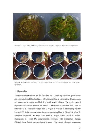 12
Figure 7. L. major (left) and Ceratophyllumdemersum (right) samples at the end of the experiment.
Figure 8. Water buckets containing L. major samples (left) and C. demersum (right) two weeks post
experiment.
4. Discussion
This research demonstrates for the first time the oxygenating efficacies, growth rates
and associated pond life abundances of two macrophyte species, native, C. demersum,
and non-native, L. major, established in small pond conditions. The results showed
significant differences between the species’ DO concentrations over time, with all
replicates of C. demersum better than L. major in relation to maintaining healthy
levels of DO in its surrounding environment. As exemplified in Figure 3A, while C.
demersum increased DO levels over time, L. major caused levels to decline.
Fluctuations in overall DO concentrations correlated with temperature changes
(Figure 3A and B) and were explicable in terms of the known effects of temperature
 