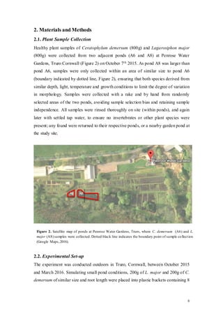 6
2. Materials and Methods
2.1. Plant Sample Collection
Healthy plant samples of Ceratophylum demersum (800g) and Lagarosiphon major
(800g) were collected from two adjacent ponds (A6 and A8) at Penrose Water
Gardens, Truro Cornwall (Figure 2) on October 7th 2015. As pond A8 was larger than
pond A6, samples were only collected within an area of similar size to pond A6
(boundary indicated by dotted line, Figure 2), ensuring that both species derived from
similar depth, light, temperature and growth conditions to limit the degree of variation
in morphology. Samples were collected with a rake and by hand from randomly
selected areas of the two ponds, avoiding sample selection bias and retaining sample
independence. All samples were rinsed thoroughly on site (within ponds), and again
later with settled tap water, to ensure no invertebrates or other plant species were
present; any found were returned to their respective ponds, or a nearby garden pond at
the study site.
2.2. Experimental Set-up
The experiment was conducted outdoors in Truro, Cornwall, between October 2015
and March 2016. Simulating small pond conditions, 200g of L. major and 200g of C.
demersum of similar size and root length were placed into plastic buckets containing 8
A8A6
Figure 2. Satellite map of ponds at Penrose Water Gardens, Truro, where C. demersum (A6) and L.
major (A8) samples were collected. Dotted black line indicates the boundary point of sample collection
(Google Maps,2016).
 