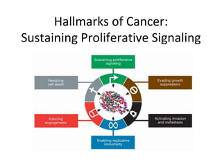 Hallmarks of Cancer:
Sustaining Proliferative Signaling
 