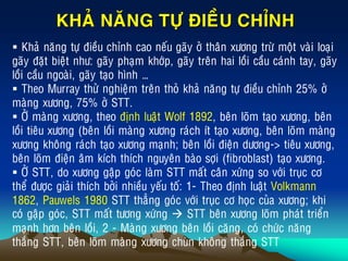 KHAÛ NAÊNG TÖÏ ÑIEÀU CHÆNH
 Khaû naêng töï ñieàu chænh cao neáu gaõy ôû thaân xöông tröø moät vaøi loaïi
gaõy ñaët bieät nhö: gaõy phaïm khôùp, gaõy treân hai loài caàu caùnh tay, gaõy
loài caàu ngoaøi, gaõy taïo hình …
 Theo Murray thöû nghieäm treân thoû khaû naêng töï ñieàu chænh 25% ôû
maøng xöông, 75% ôû STT.
 ÔÛ maøng xöông, theo ñònh luaät Wolf 1892, beân loõm taïo xöông, beân
loài tieâu xöông (beân loài maøng xöông raùch ít taïo xöông, beân loõm maøng
xöông khoâng raùch taïo xöông maïnh; beân loài ñieän döông-> tieâu xöông,
beân loõm ñieän aâm kích thích nguyeân baøo sôïi (fibroblast) taïo xöông.
 ÔÛ STT, do xöông gaäp goùc laøm STT maát caân xöùng so vôùi truïc cô
theå ñöôïc giaûi thích bôûi nhieàu yeáu toá: 1- Theo ñònh luaät Volkmann
1862, Pauwels 1980 STT thaúng goùc vôùi truïc cô hoïc cuûa xöông; khi
coù gaäp goùc, STT maát töông xöùng  STT beân xöông loõm phaùt trieån
maïnh hôn beân loài, 2 - Maøng xöông beân loài caêng, coù chöùc naêng
thaéng STT, beân loõm maøng xöông chuøn khoâng thaéng STT
 