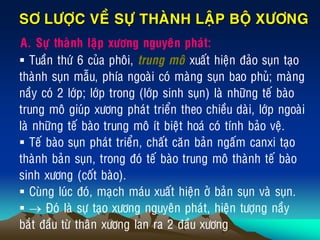 SÔ LÖÔÏC VEÀ SÖÏ THAØNH LAÄP BOÄ XÖÔNG
A. Söï thaønh laäp xöông nguyeân phaùt:
 Tuaàn thöù 6 cuûa phoâi, trung moâ xuaát hieän ñaûo suïn taïo
thaønh suïn maãu, phía ngoaøi coù maøng suïn bao phuû; maøng
naày coù 2 lôùp; lôùp trong (lôùp sinh suïn) laø nhöõng teá baøo
trung moâ giuùp xöông phaùt trieån theo chieàu daøi, lôùp ngoaøi
laø nhöõng teá baøo trung moâ ít bieät hoaù coù tính baûo veä.
 Teá baøo suïn phaùt trieån, chaát caên baûn ngaám canxi taïo
thaønh baûn suïn, trong ñoù teá baøo trung moâ thaønh teá baøo
sinh xöông (coát baøo).
 Cuøng luùc ñoù, maïch maùu xuaát hieän ôû baûn suïn vaø suïn.
  Ñoù laø söï taïo xöông nguyeân phaùt, hieän töôïng naày
baét ñaàu töø thaân xöông lan ra 2 ñaàu xöông
 