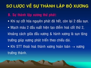 SÔ LÖÔÏC VEÀ SÖÏ THAØNH LAÄP BOÄ XÖÔNG
B. Söï thaønh laäp xöông thöù phaùt:
 Khi söï coát hoùa nguyeân phaùt ñaõ heát, coøn laïi 2 ñaàu suïn.
 Maïch maùu 2 ñaàu xuaát hieän taïo ñieåm hoaù coát thöù 2,
khoaûng caùch giöõa ñaàu xöông & haønh xöông laø suïn taêng
tröôûng giuùp xöông phaùt trieån theo chieàu daøi.
 Khi STT thoaùi hoaù thaønh xöông hoaøn toaøn  xöông
tröôûng thaønh.
 