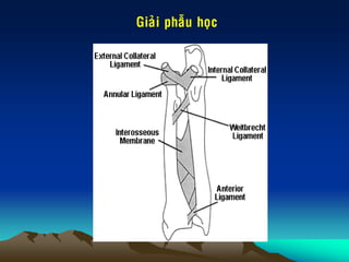 Giaûi phaãu hoïc
 