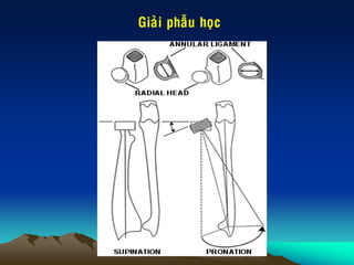 Giaûi phaãu hoïc
 