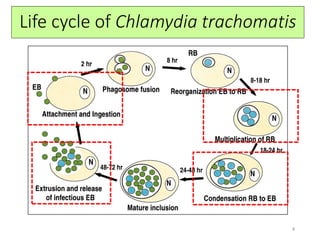 Clinical microbiology : Chlamydia trachomatis an overview of STD's | PDF