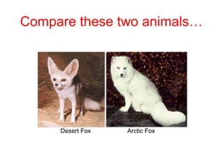 Compare these two animals…
Desert Fox Arctic Fox
 