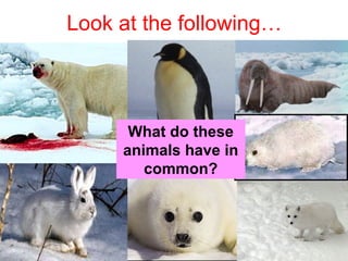 Look at the following…
What do these
animals have in
common?
 
