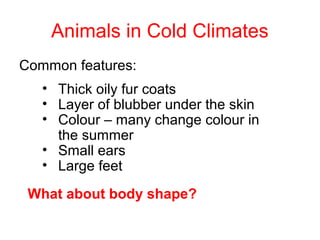 Animals in Cold Climates
Common features:
• Thick oily fur coats
• Layer of blubber under the skin
• Colour – many change colour in
the summer
• Small ears
• Large feet
What about body shape?
 