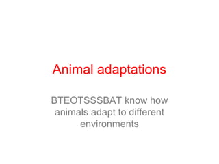 Animal adaptations
BTEOTSSSBAT know how
animals adapt to different
environments
 