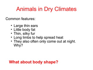 Animals in Dry Climates
Common features:
• Large thin ears
• Little body fat
• Thin, silky fur
• Long limbs to help spread heat
• They also often only come out at night.
Why?
What about body shape?
 