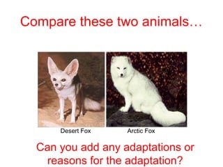 Compare these two animals…
Desert Fox Arctic Fox
Can you add any adaptations or
reasons for the adaptation?
 