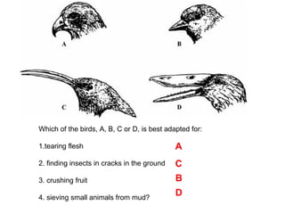 Which of the birds, A, B, C or D, is best adapted for:
1.tearing flesh
2. finding insects in cracks in the ground
3. crushing fruit
4. sieving small animals from mud?
A
C
B
D
 