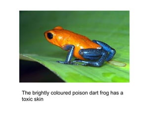 The brightly coloured poison dart frog has a
toxic skin
 