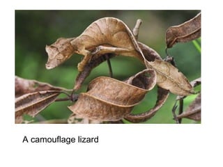 A camouflage lizard
 
