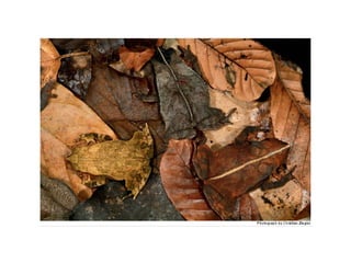 B1.4 animals adaptations