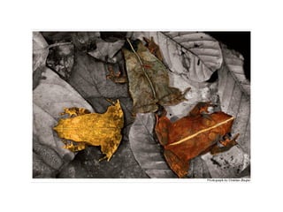 B1.4 animals adaptations