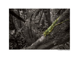 B1.4 animals adaptations