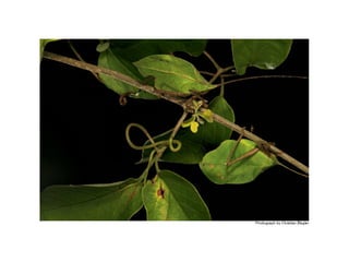 B1.4 animals adaptations