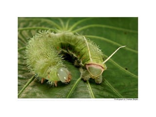 B1.4 animals adaptations