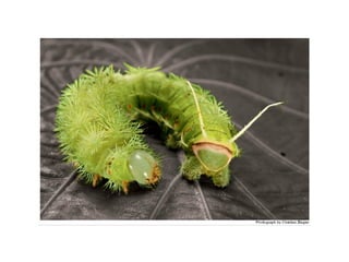 B1.4 animals adaptations