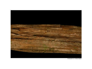 B1.4 animals adaptations