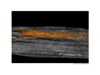 B1.4 animals adaptations