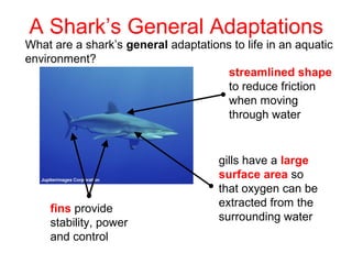 What are a shark’s general adaptations to life in an aquatic
environment?
A Shark’s General Adaptations
streamlined shape
to reduce friction
when moving
through water
gills have a large
surface area so
that oxygen can be
extracted from the
surrounding water
fins provide
stability, power
and control
 