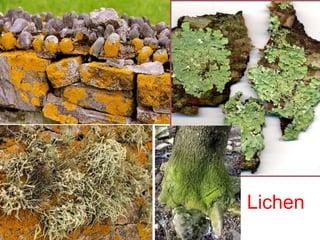 Lichen
 
