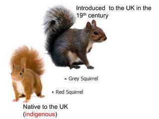 Native to the UK
(indigenous)
Introduced to the UK in the
19th century
 